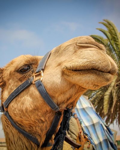 camel-4777614_1280 camel-4777614_1280